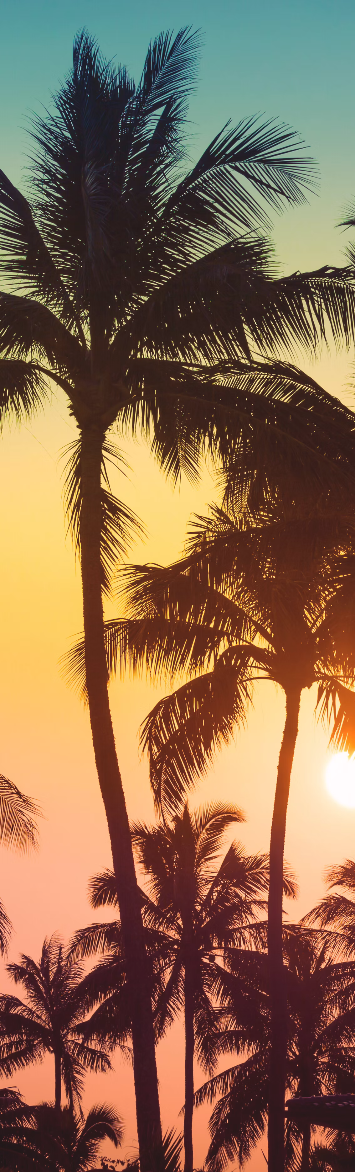 The Place Hostels — sunset palm